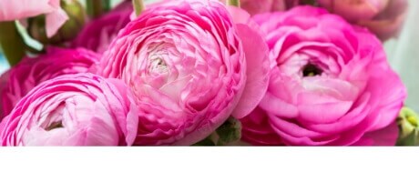 Beautiful Seasonal Flowers Banner